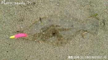 ヒラメ