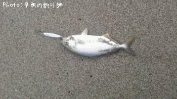 ショゴ