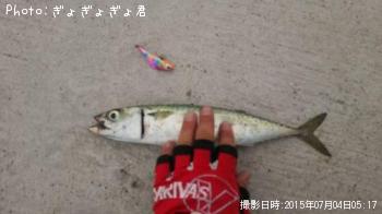 サバ