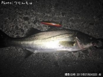 シーバス