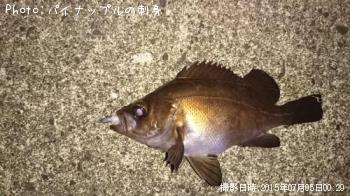 メバル