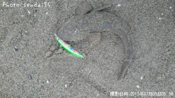 マゴチ