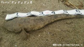 マゴチ