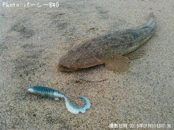 マゴチ