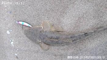 マゴチ