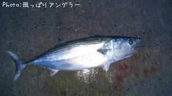 ハガツオ