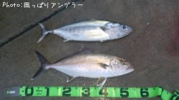 ハガツオ