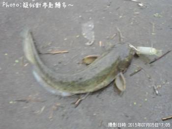 ナマズ