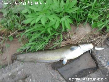 ナマズ