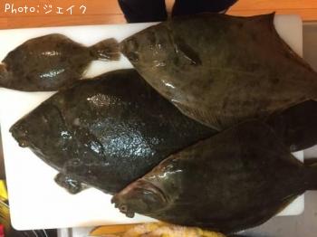 カレイ