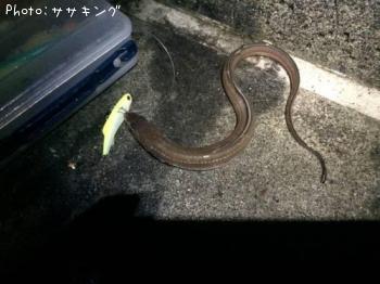 ʥ
