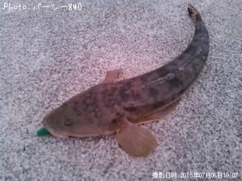 マゴチ