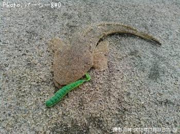 マゴチ