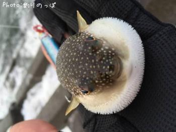 手のりフグ