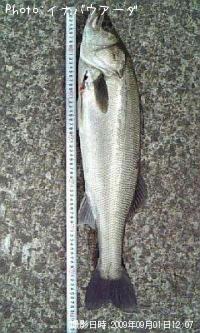 Х
