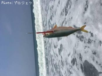 參