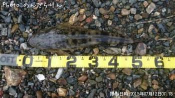 マゴチ
