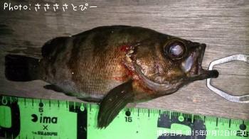 メバル