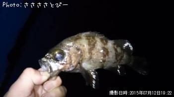 メバル