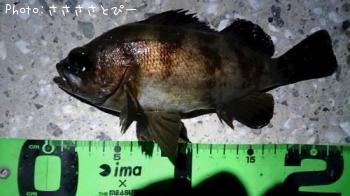 メバル