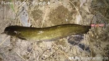 ナマズ