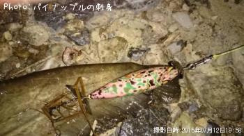 ナマズ