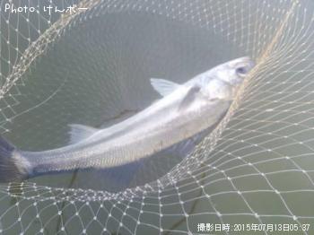 シーバス