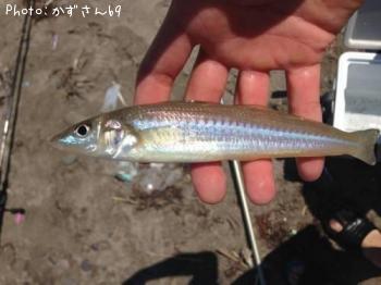 シロギス