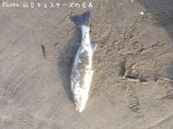セイゴ