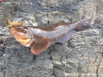 アイナメ