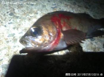 メバル