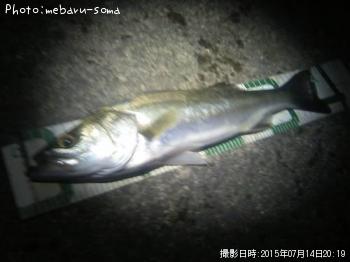 シーバス