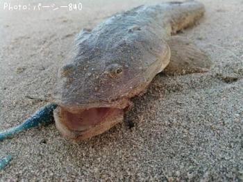 マゴチ