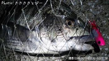 クロダイ