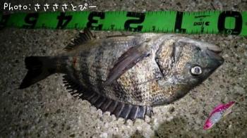 クロダイ