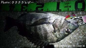 クロダイ