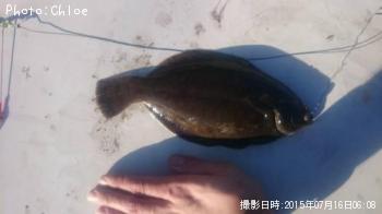 クロガシラ