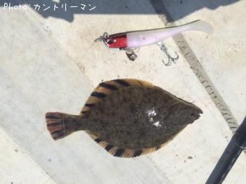 カレイ