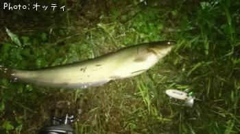 ナマズ