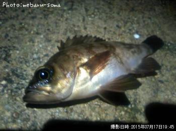 メバル