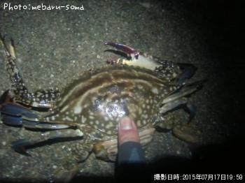 ワタリガニ