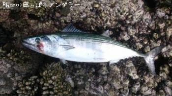 ハガツオ