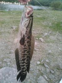 雷魚
