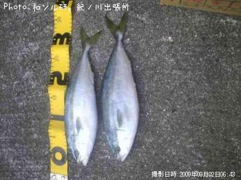 ツバス