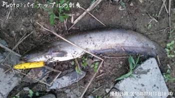 ナマズ