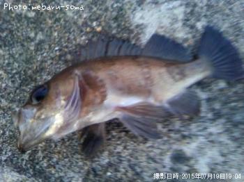 メバル