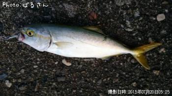 ツバス