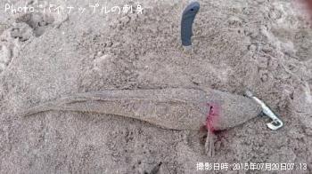 マゴチ