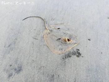 アカエイ