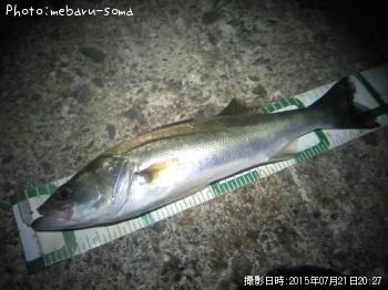シーバス